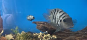 Breeding pair convict cichlids with babies