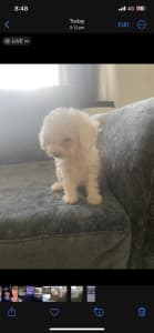 CAVOODLE PUPPIES FOR SALE