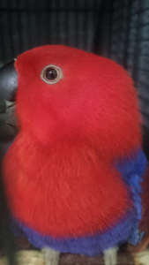 Moluccan eclectus Female Parrot Grand Big Size