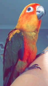Male sun conure 5 months old hand tame