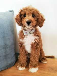 Female Toy Cavoodle READY NOW! 