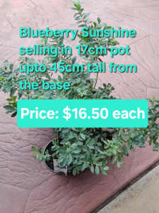 🪴🪴Blueberry Sunshine and many other plants 