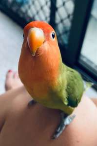 Free to good home: Beautiful Tame Peach-Faced Lovebird