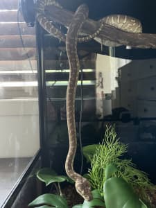 Bredli / Centralian Carpet Python