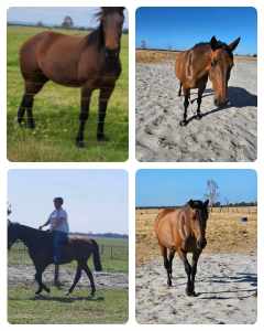 2 mares standardbred and thoroughbred