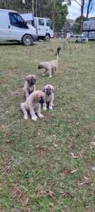 Anatolian Shepherd puppies