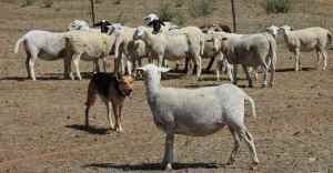 Dorper and White Dorper Sheep Ewe lambs