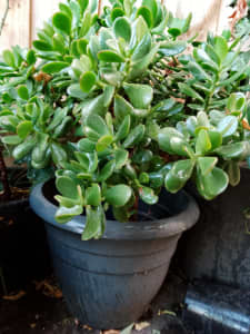 Jade plant in 38cm plastic pot 