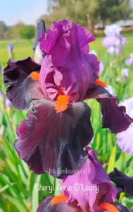 Tall Bearded Iris Rhizome Over 70 Different Varieties 