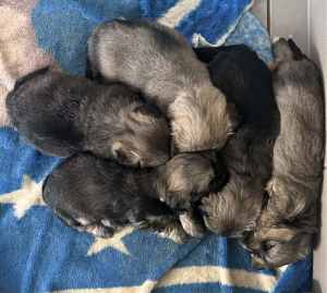 MALTESE SHIH TZU CROSS PUPS - AVAILABLE NOW!