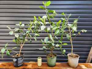Starter Plants for Bonsai from $20