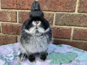 Netherland dwarf rabbit- doe