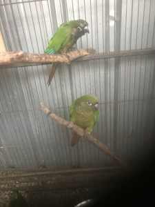 Conures for sale $75