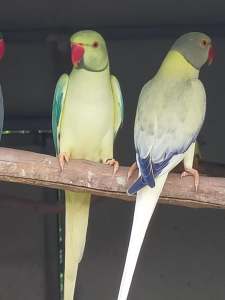 OPALINE CLEARTAIL INDIAN RINGNECKS MATURE READY TO BREED THIS SEASON