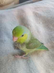 Various Parrotlets available