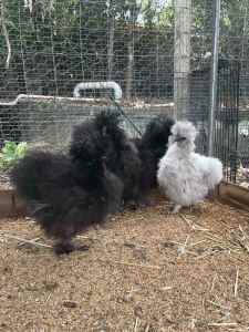 FOUR Purebred Bearded Silkies 3x Girls 1x Boy - Pullets Hens Rooster