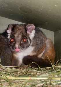 Ringtail possums breeding pair