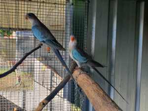 Bonded proven blue Princess parrot pair