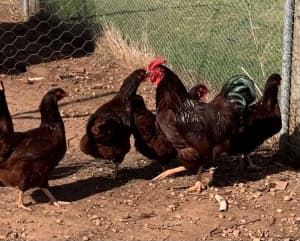 Chickens - Pullets and Cockerels