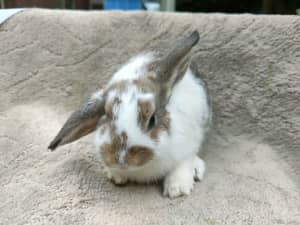 dwarf mini lop rabbit bunny ready for home