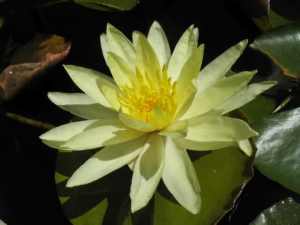 Potted yellow waterlily plants, $25 each or $100 for five pots