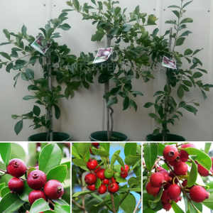 Strawberry Cherry Guava Fruit Trees Plants FROM $35