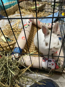 Dwarf bunny with hutch free