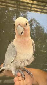 Galah cross major pink looking for forever home!!