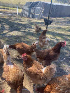 Isa Brown laying hens10 months old