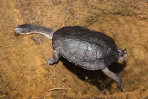 Turtles long & short neck, juveniles & adults - healthy/happy