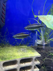 Tropical fish Brown lampeye Congo tetra colony 