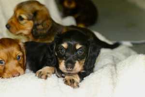 Longhair Dachund puppies