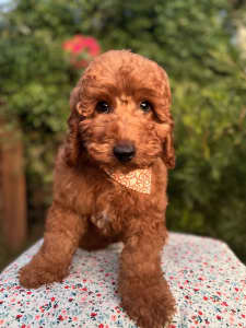 🧸 Red male mini poodle puppy