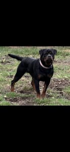 Rottweiler dogs nsw membership no. 2100088045