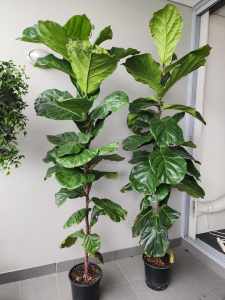 VERY LARGE Fiddle Leaf Fig plants $160each