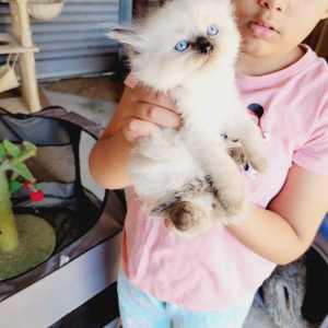 Pure breed ragdoll kittens ready now