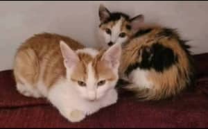 Blaze & Munroe - Perth Animal Rescue inc vet work cat/kitten