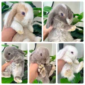 Mini Lop Bunny Rabbit Purebred