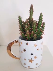 Eves needle cactus in a ceramic mug