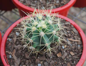 Blue Barrel Cactus- Ferocactus Glaucescens