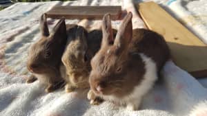Netherland Dwarf Rabbits