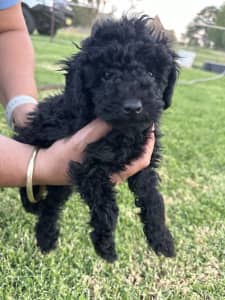 Beautiful pruebred Male Toy Poodle ready for his forever home