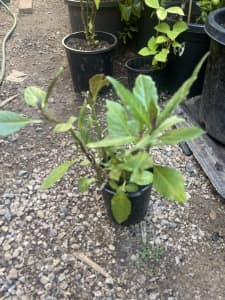Japanese akinawa spinach plant