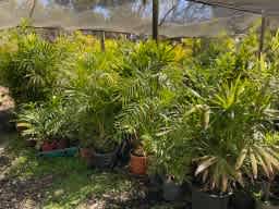 Palms, Golden Canes & Cycads