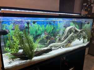 Fish Tank (including fish and filters) For Sale