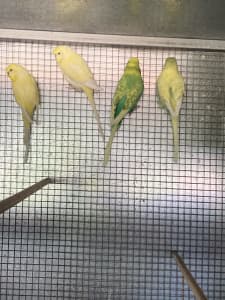 Crested Budgies for sale