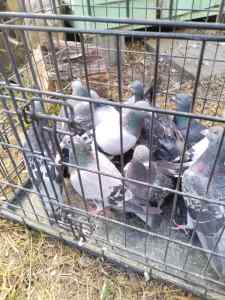 Racing pigeons 