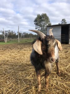 Male Miniature goat