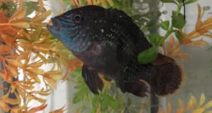 Green Terror ,Red Jewel and Victorian Cichlids-Prices reduced to $10ea