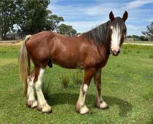 Registered Pure Bred Clydesdale Colt For Sale